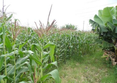 farming - maize in our garden